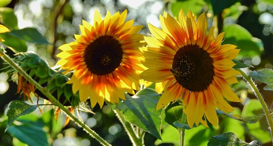 Beauty nature yellow