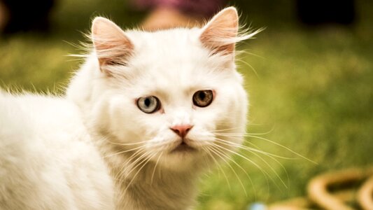 White domestic cute