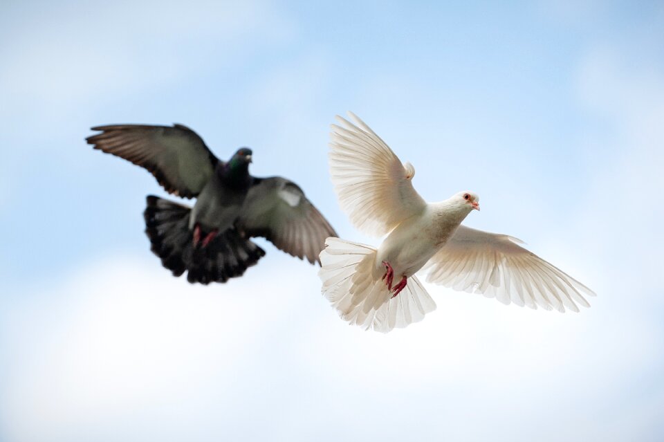 Bird animal flight