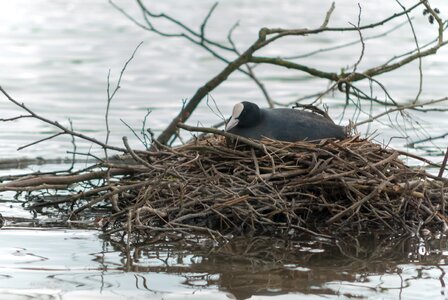 Lake reflection nesting
