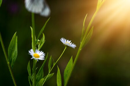 Plant flower white