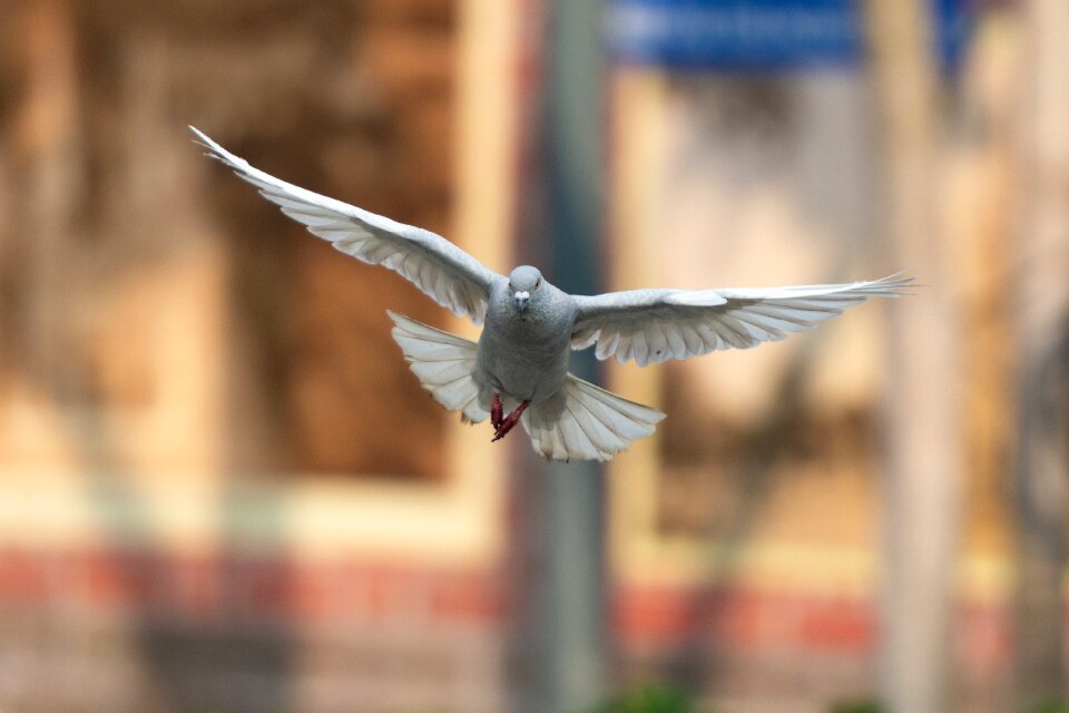 Bird animal flying