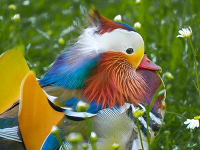 Water bird colorful animals