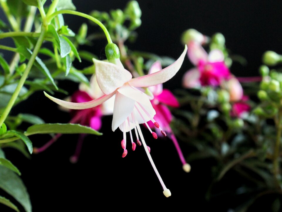 Summer garden flowers