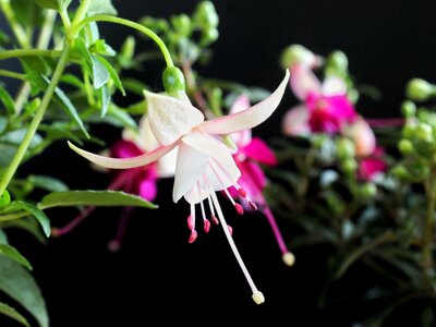 Summer garden flowers