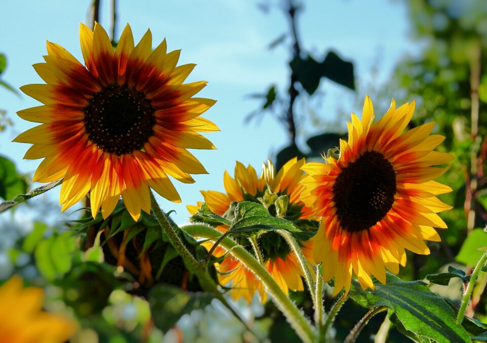 Yellow blooming summer