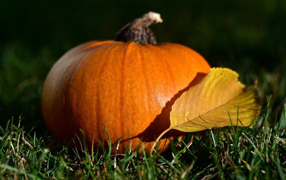 Orange decoration october