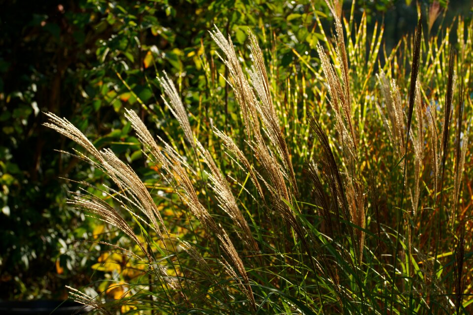 Grasses landscape close up