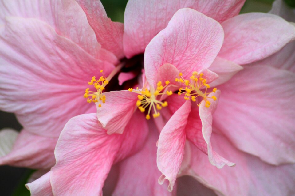 Flower close up nature