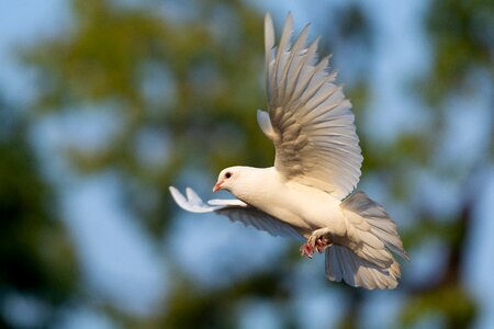 Bird dove animal