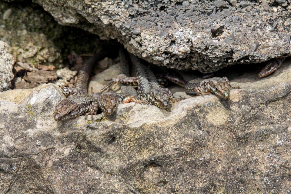 Rock reptile outdoors