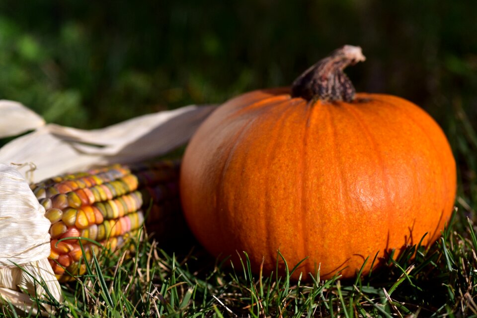 Halloween decoration autumn