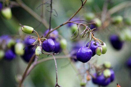 Fruit nature bush