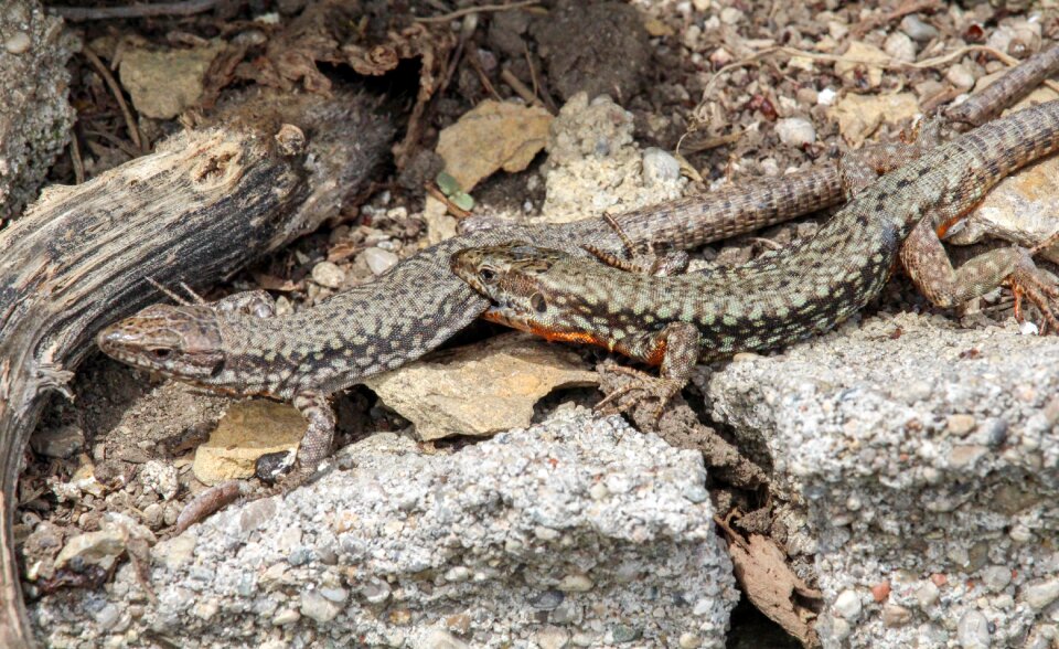 Lizard animal wildlife