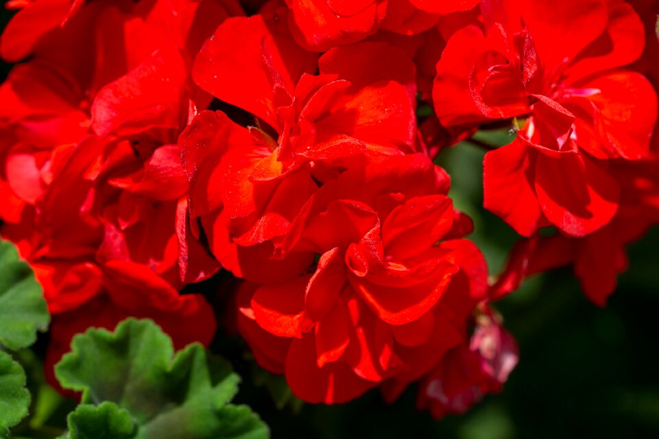 Flowers red flowers blossom