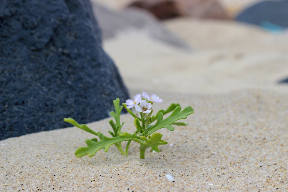 Sea north sea plant