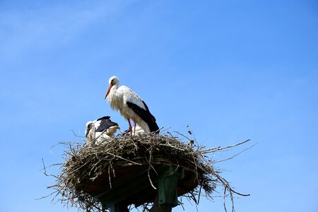 Nest stork's nest beak photo