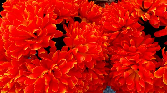 Color floral colorful