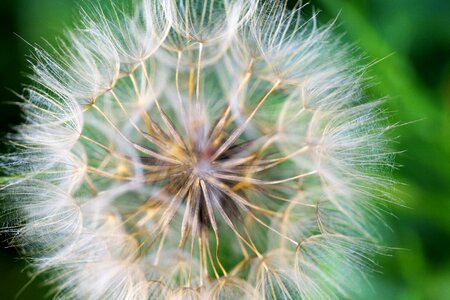 Lint fluff dandelion fluff