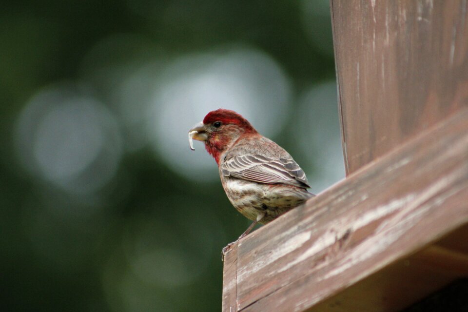 Outdoors house finch male house finch