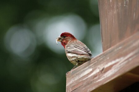 Outdoors house finch male house finch photo