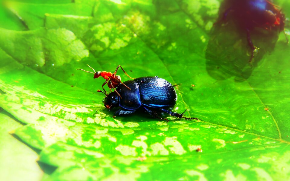 Insects victim food