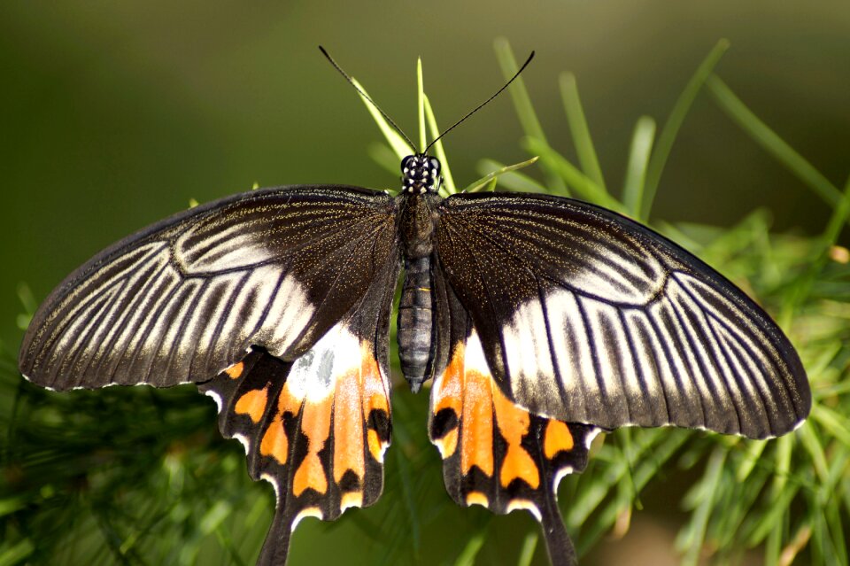 Tropical animal wing