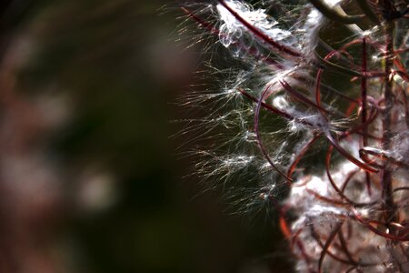 Fiber plant web