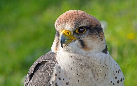 Portrait predator bird