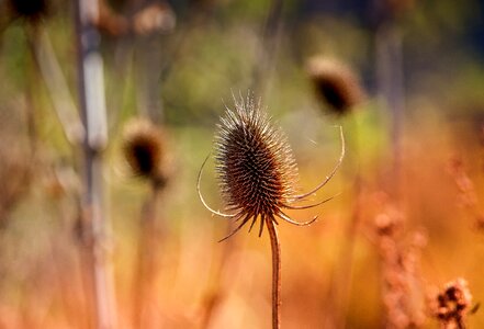 Dry flower blossom