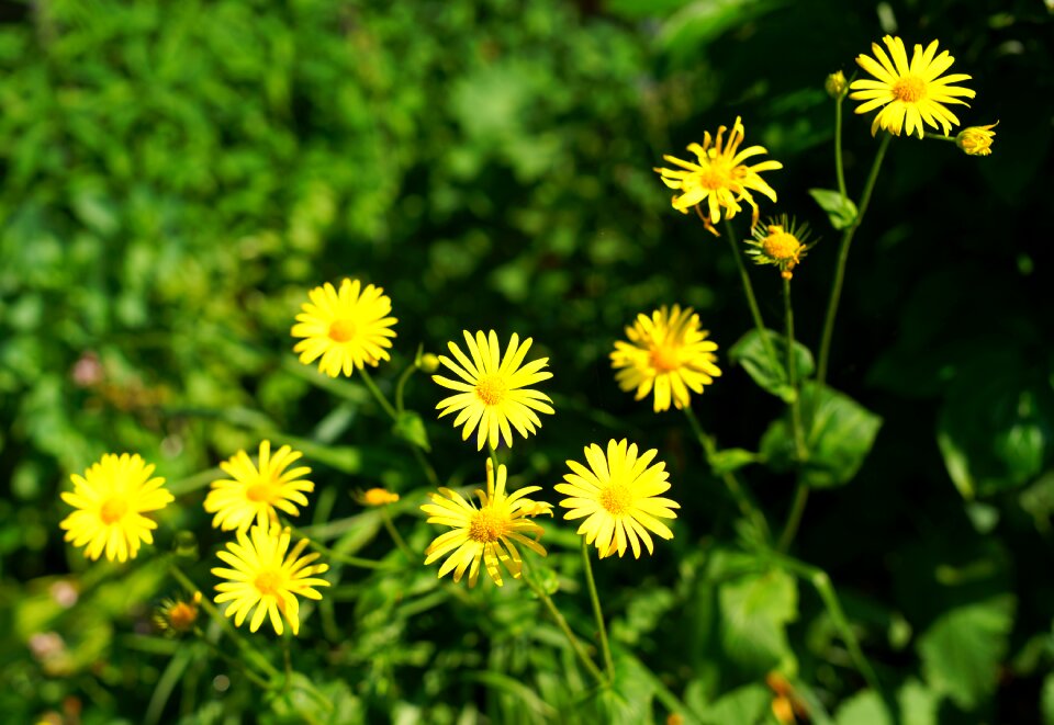 Flower in the garden flower garden