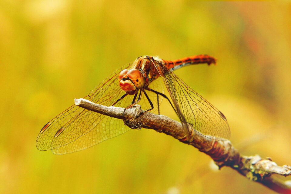 Dragonflies różnoskrzydłe animals nature