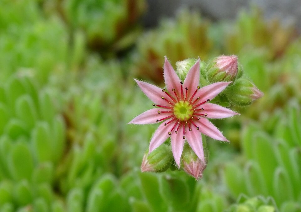 Stone garden rosette pink