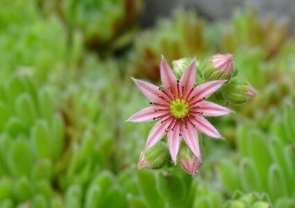 Stone garden rosette pink