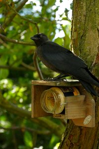 Songbird bird fauna