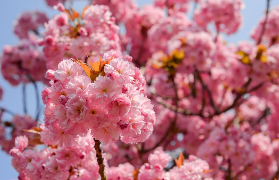 Flora nature season