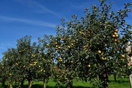 Ripe kernobstgewaechs apfelernte