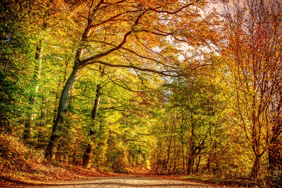 Deciduous trees forest fall foliage