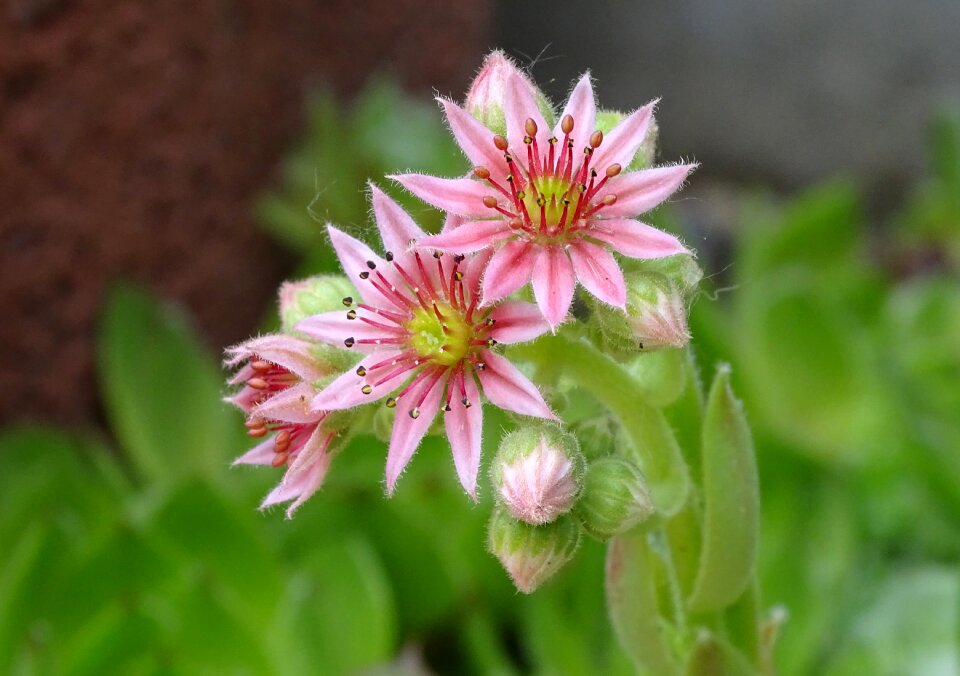Stone garden rosette pink