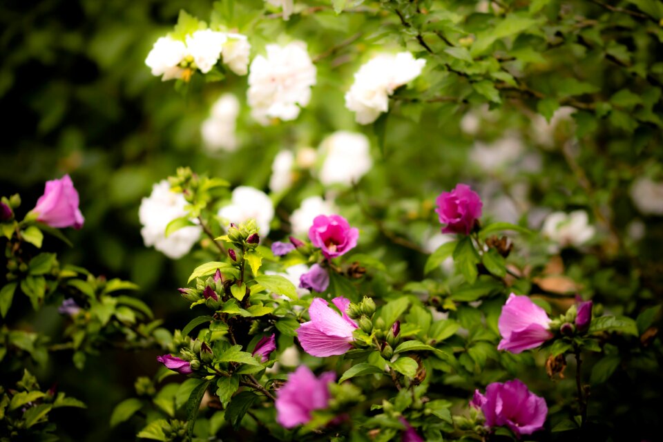 Roses nature spring