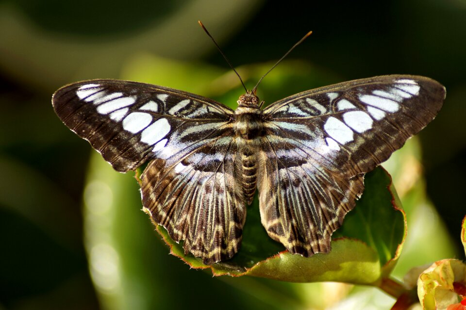 Tropical animal wing