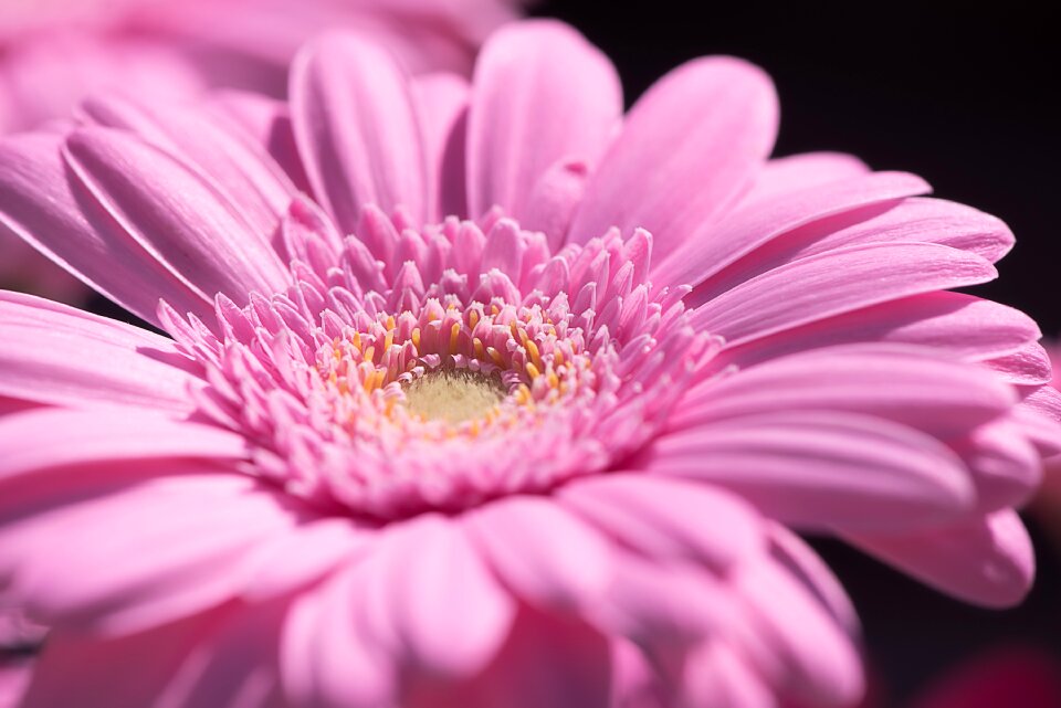 Flower pink flower blossom