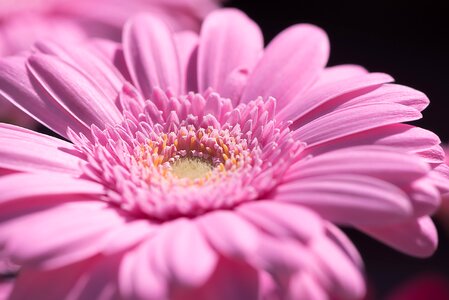 Flower pink flower blossom photo