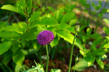 Bloom purple tender