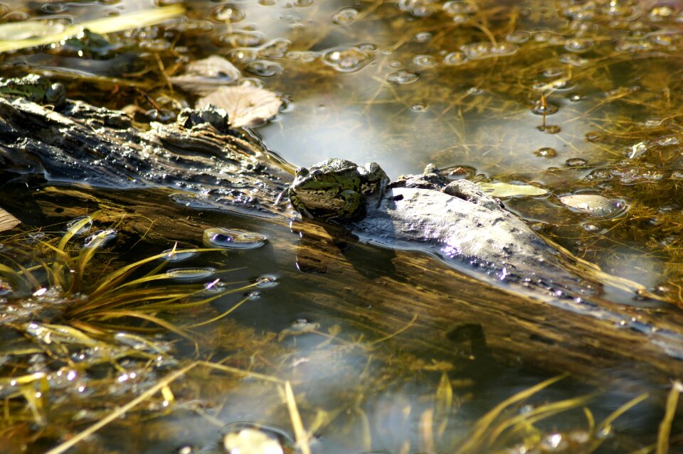 Frog pond pond animal world