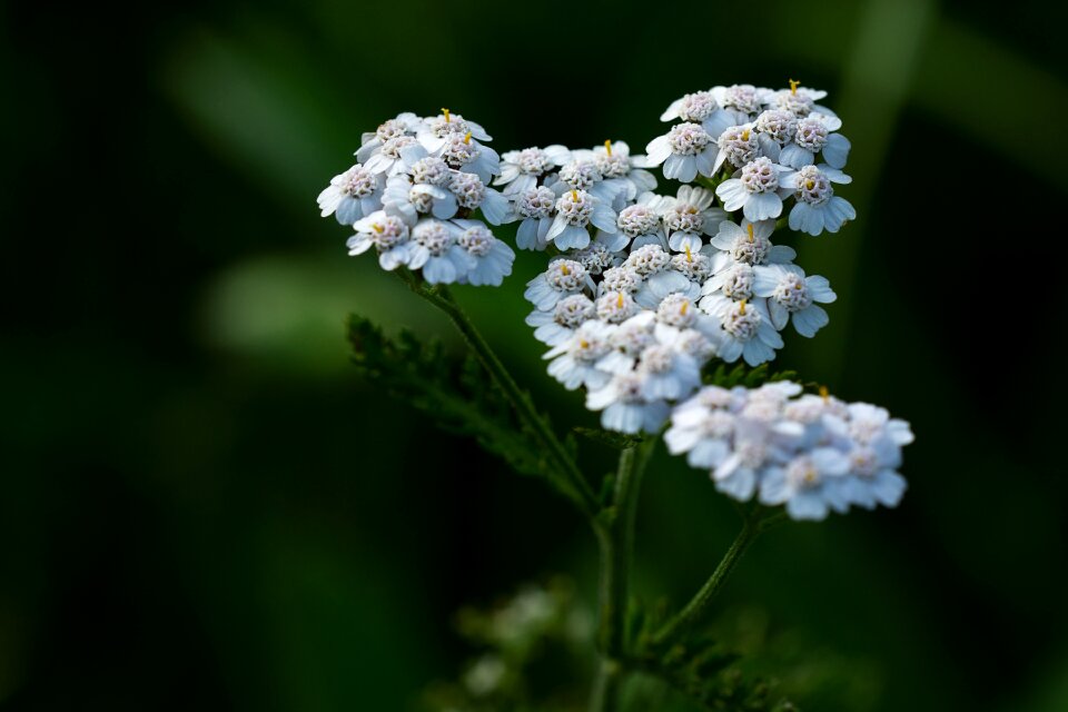 Bloom white white blossom