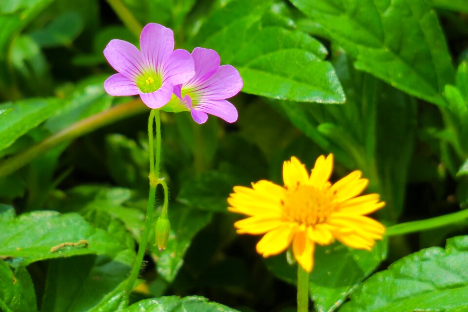 Wild flowers wild nature