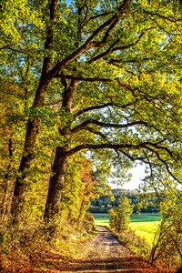 Deciduous trees forest fall foliage photo