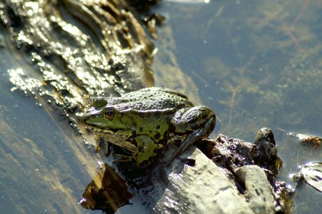 Water frog water nature photo