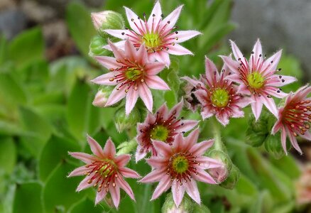 Stone garden rosette pink